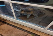 Raccoon sighting in the Tudor Section by Plymouth and School Street