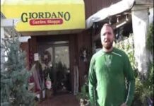 Video Tour: Giordano’s Garden Shoppe – Christmas Tree Time
